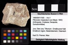 Foto (Objket + Etiketten) von Decapoda indet. 